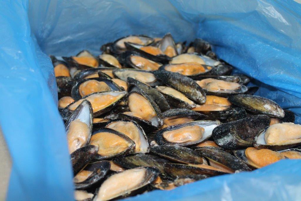 Mussel